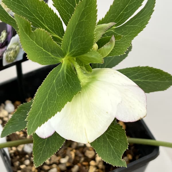 クリスマスローズ：セレクトセミダブル26-05／1.5Lポット（開花～咲き進み株）【現品販売】