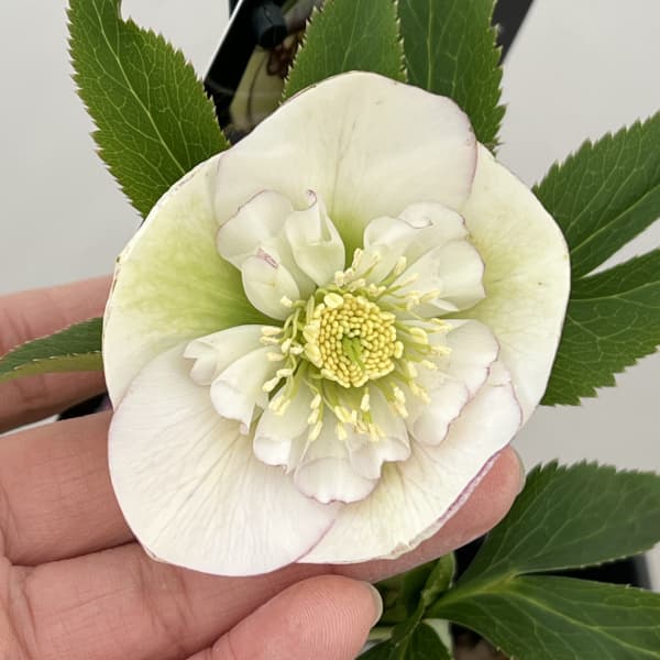 クリスマスローズ：セレクトセミダブル26-05／1.5Lポット（開花～咲き進み株）【現品販売】