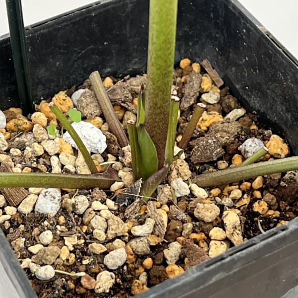 クリスマスローズ：セレクトセミダブル26-05／1.5Lポット（開花～咲き進み株）【現品販売】