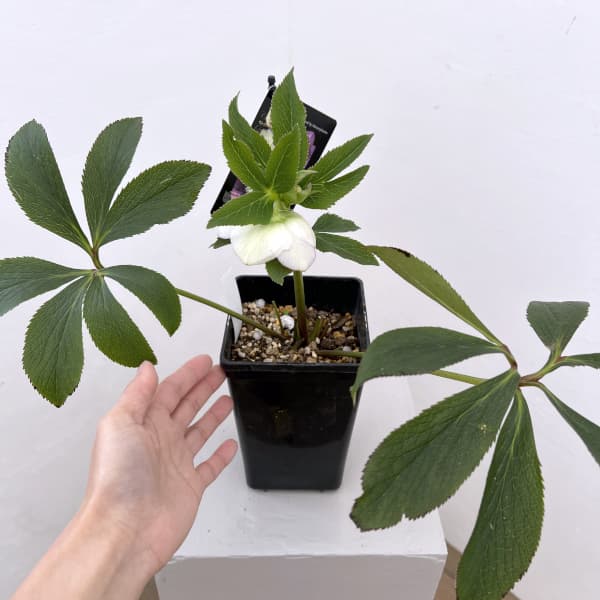 クリスマスローズ：セレクトセミダブル26-05／1.5Lポット（開花～咲き進み株）【現品販売】