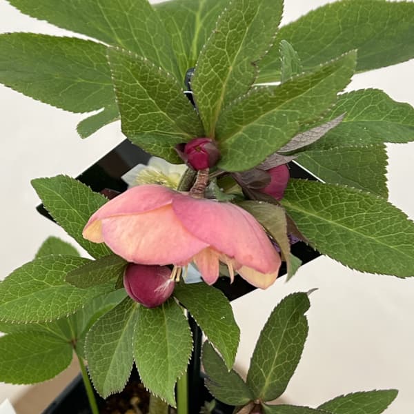 クリスマスローズ：セレクトセミダブル26-06／1.5Lポット【現品販売】