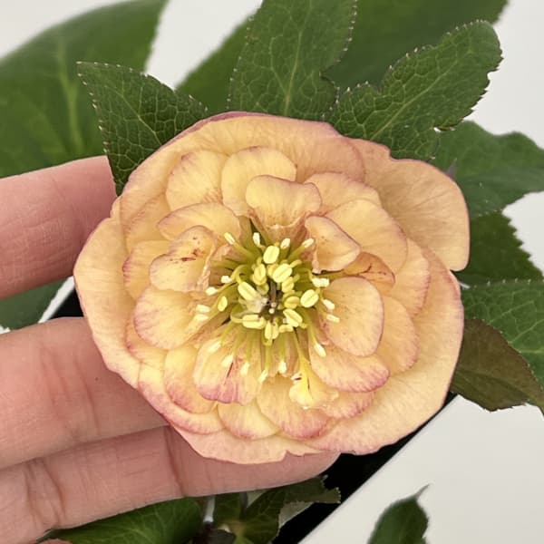 クリスマスローズ：セレクトセミダブル26-06／1.5Lポット【現品販売】