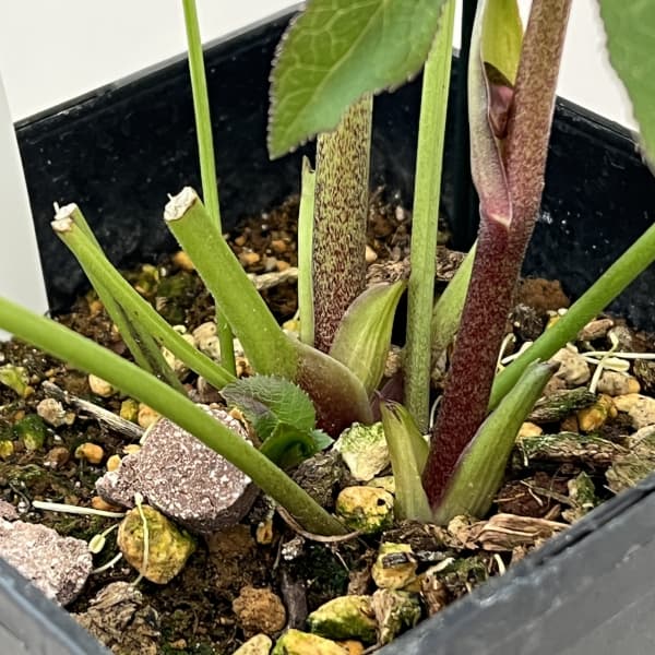 クリスマスローズ：セレクトセミダブル26-06／1.5Lポット【現品販売】