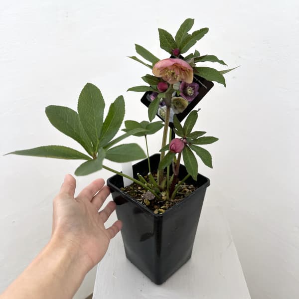 クリスマスローズ：セレクトセミダブル26-06／1.5Lポット【現品販売】