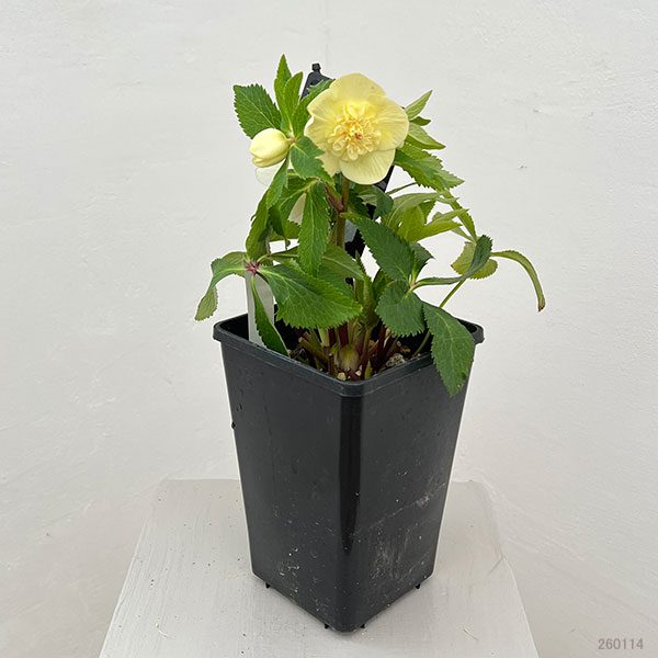 クリスマスローズ：セレクトセミダブル26-07／1.5Lポット【現品販売】