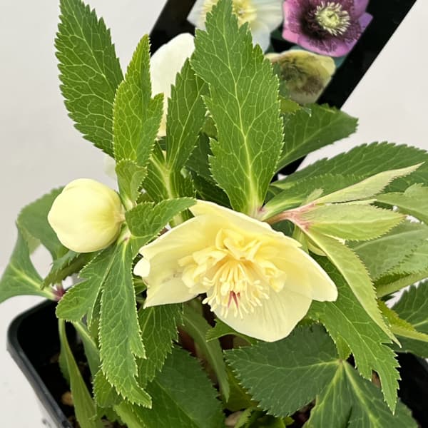 クリスマスローズ:セレクトセミダブル26-07/1.5Lポット【現品販売】