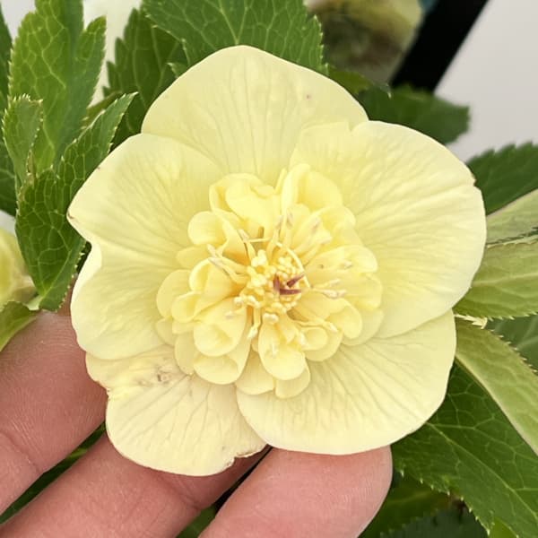 クリスマスローズ:セレクトセミダブル26-07/1.5Lポット【現品販売】