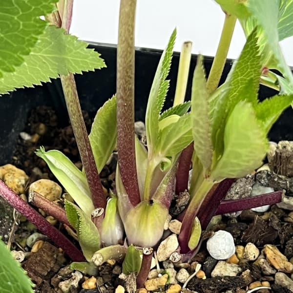 クリスマスローズ:セレクトセミダブル26-07/1.5Lポット【現品販売】