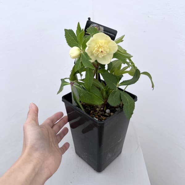 クリスマスローズ:セレクトセミダブル26-07/1.5Lポット【現品販売】