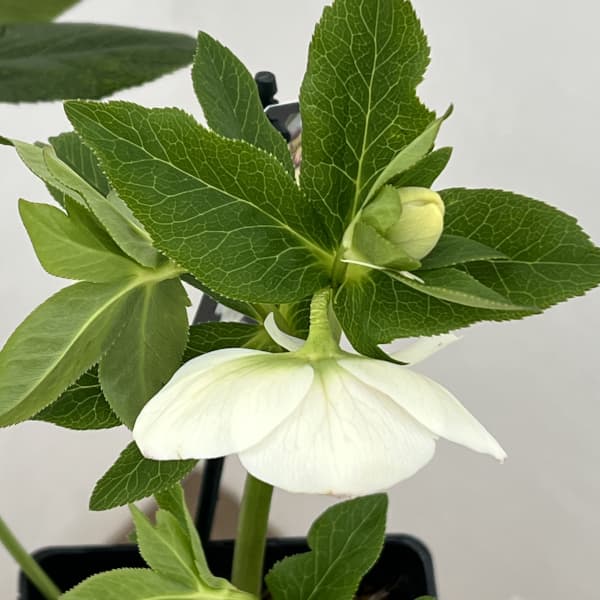 クリスマスローズ：セレクトセミダブル26-09／1.5Lポット（開花～咲き進み株）【現品販売】