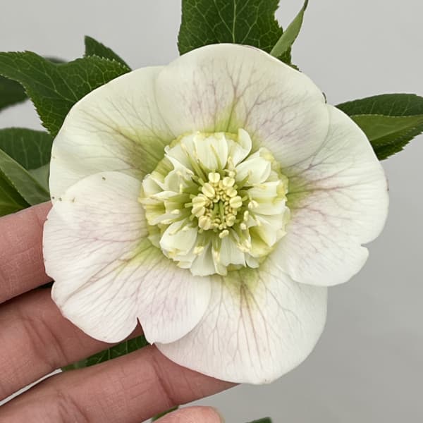 クリスマスローズ：セレクトセミダブル26-09／1.5Lポット（開花～咲き進み株）【現品販売】