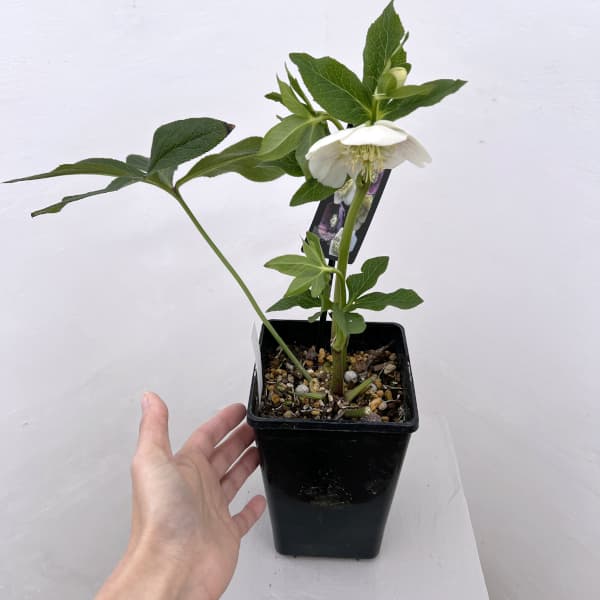 クリスマスローズ：セレクトセミダブル26-09／1.5Lポット（開花～咲き進み株）【現品販売】