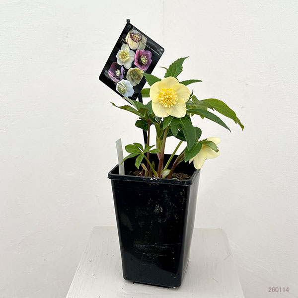 クリスマスローズ：セレクトセミダブル26-10／1.5Lポット【現品販売】