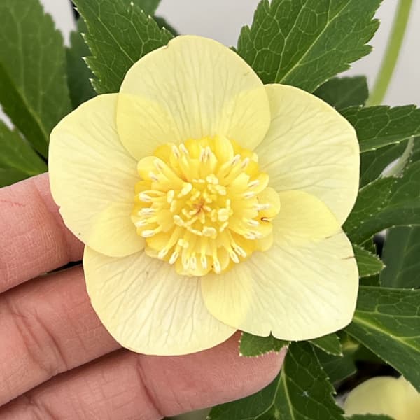 園芸ネット本店｜クリスマスローズ：セレクトセミダブル26-10／1.5L