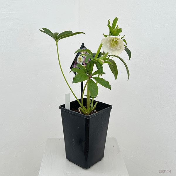 クリスマスローズ：セレクトセミダブル26-11／1.5Lポット【現品販売】