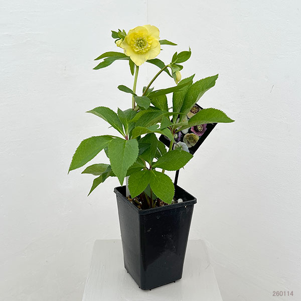 クリスマスローズ：セレクトセミダブル26-13／1.5Lポット【現品販売】