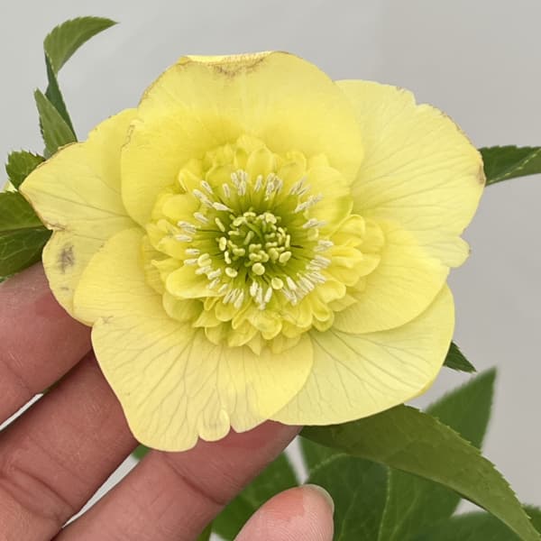 園芸ネット本店｜クリスマスローズ：セレクトセミダブル26-13／1.5L