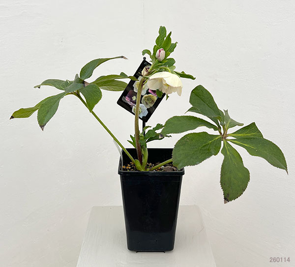 クリスマスローズ：セレクトセミダブル26-15／1.5Lポット【現品販売】