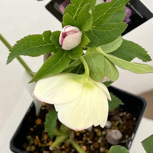 クリスマスローズ：セレクトセミダブル26-15／1.5Lポット（開花～咲き進み株）【現品販売】