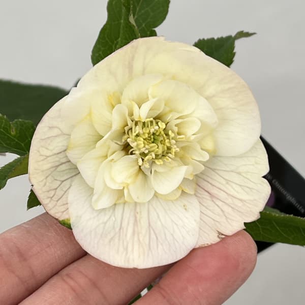 クリスマスローズ：セレクトセミダブル26-15／1.5Lポット（開花～咲き進み株）【現品販売】