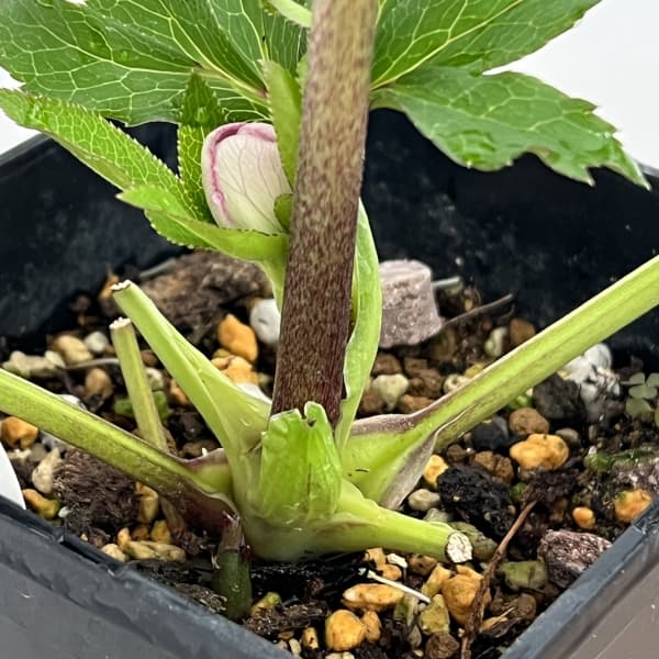 クリスマスローズ：セレクトセミダブル26-15／1.5Lポット（開花～咲き進み株）【現品販売】