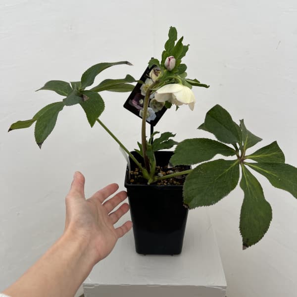 クリスマスローズ：セレクトセミダブル26-15／1.5Lポット（開花～咲き進み株）【現品販売】