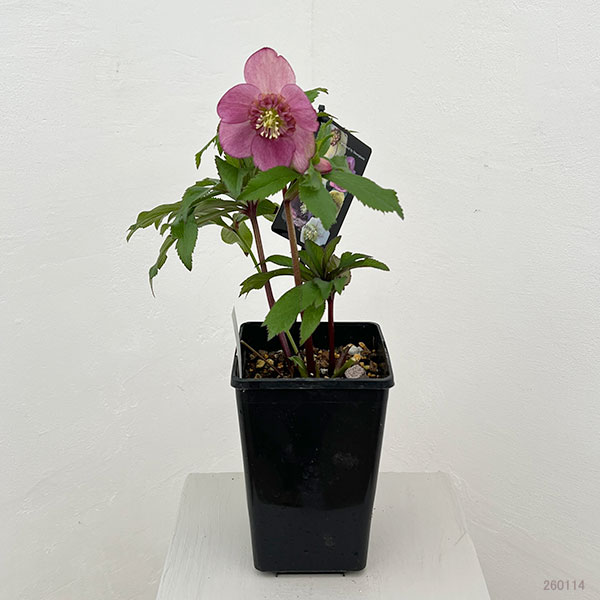 クリスマスローズ：セレクトセミダブル26-16／1.5Lポット【現品販売】