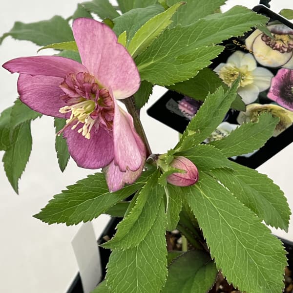 クリスマスローズ：セレクトセミダブル26-16／1.5Lポット（開花～咲き進み株）【現品販売】