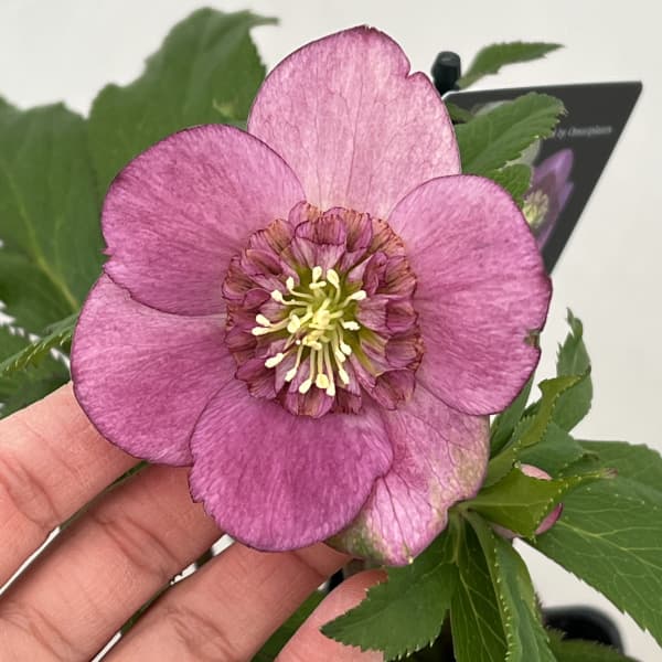 クリスマスローズ：セレクトセミダブル26-16／1.5Lポット（開花～咲き進み株）【現品販売】