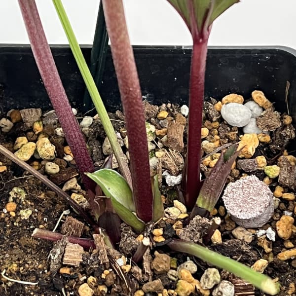 クリスマスローズ：セレクトセミダブル26-16／1.5Lポット（開花～咲き進み株）【現品販売】