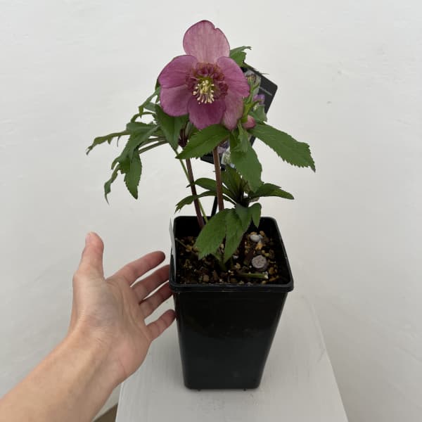 クリスマスローズ：セレクトセミダブル26-16／1.5Lポット（開花～咲き進み株）【現品販売】