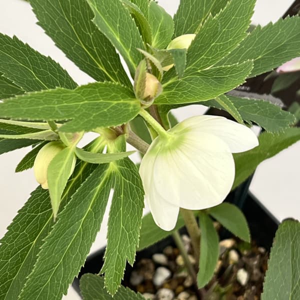 園芸ネット本店｜クリスマスローズ：スウィングシングル26-03 静／1.5L