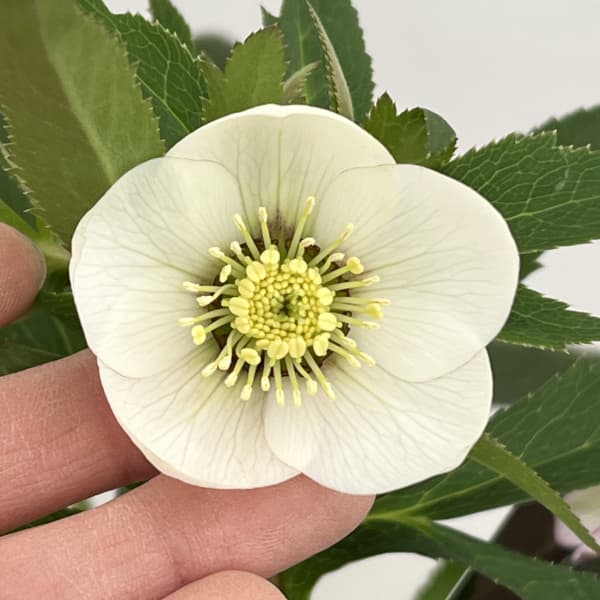 園芸ネット本店｜クリスマスローズ：スウィングシングル26-03 静／1.5L