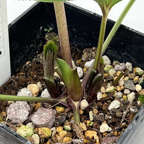 クリスマスローズ：スウィングシングル26-03　静／1.5Lポット【現品販売】