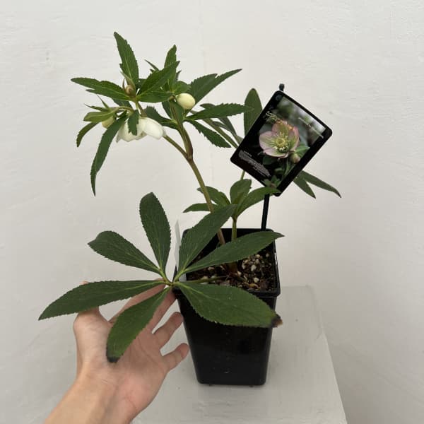 園芸ネット本店｜クリスマスローズ：スウィングシングル26-03 静／1.5L