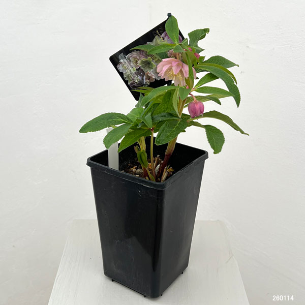 クリスマスローズ：セレクトダブル26-02／1.5Lポット【現品販売】