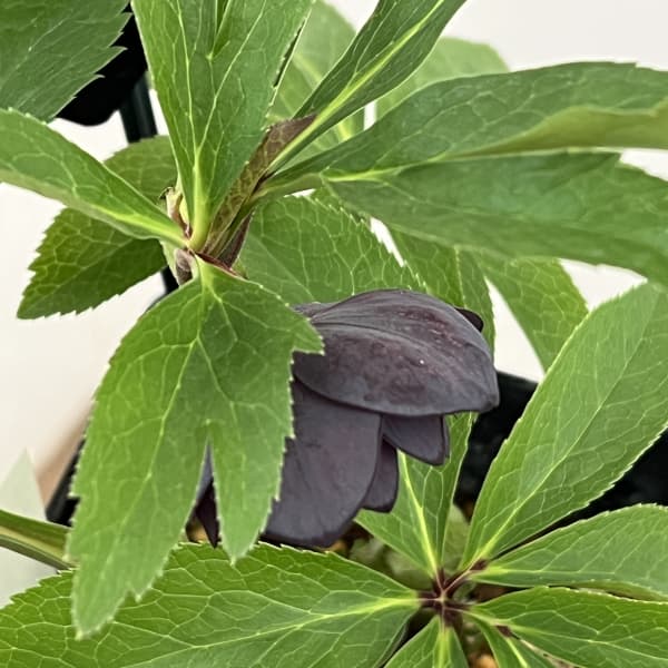 クリスマスローズ：セレクトダブル26-03／1.5Lポット（開花～咲き進み株）【現品販売】