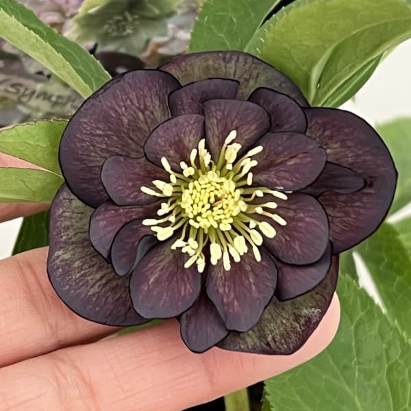 クリスマスローズ：セレクトダブル26-03／1.5Lポット（開花～咲き進み株）【現品販売】