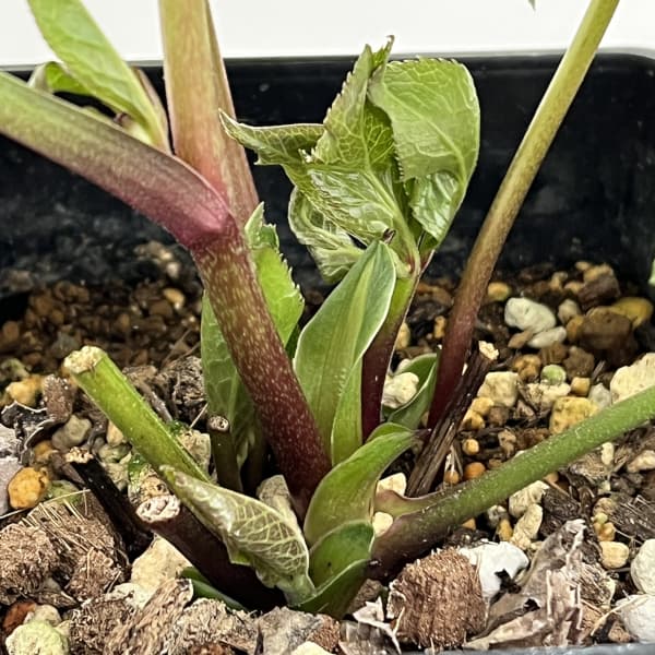 クリスマスローズ：セレクトダブル26-03／1.5Lポット（開花～咲き進み株）【現品販売】