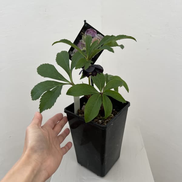 クリスマスローズ：セレクトダブル26-03／1.5Lポット（開花～咲き進み株）【現品販売】