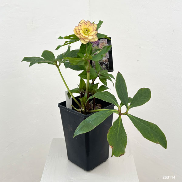 クリスマスローズ：セレクトダブル26-04／1.5Lポット【現品販売】