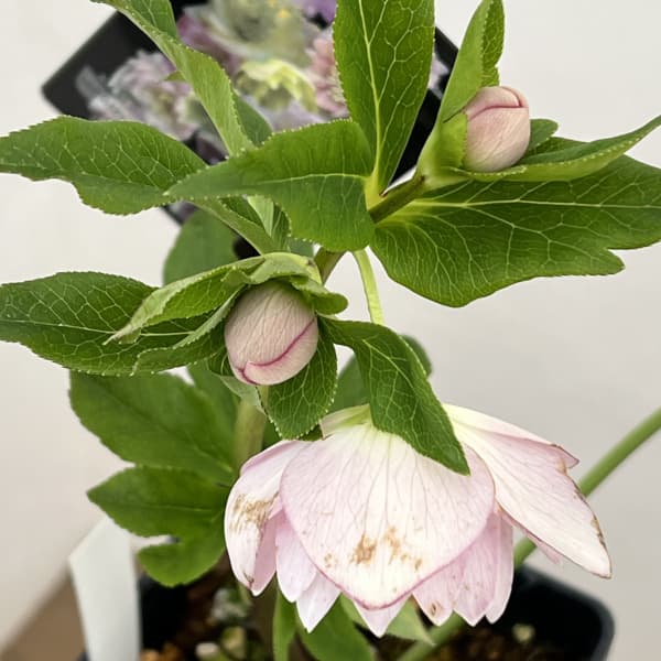 クリスマスローズ：セレクトダブル26-05／1.5Lポット（開花～咲き進み株）【現品販売】