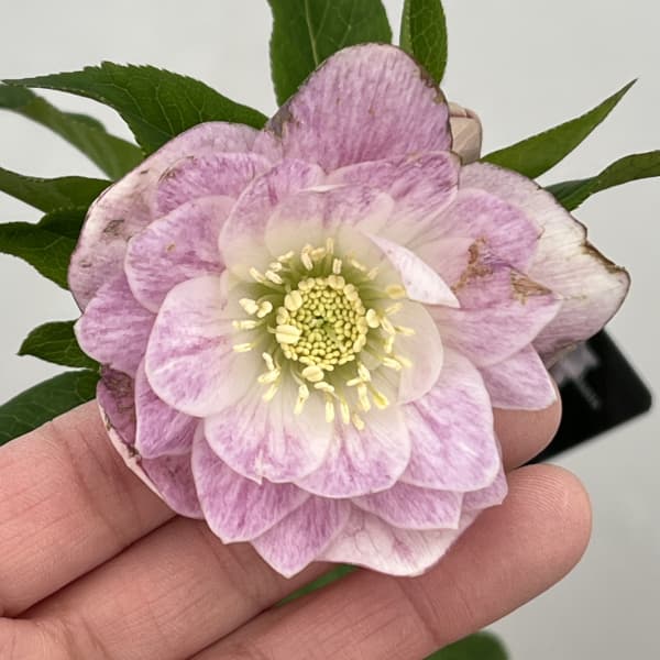 クリスマスローズ：セレクトダブル26-05／1.5Lポット（開花～咲き進み株）【現品販売】