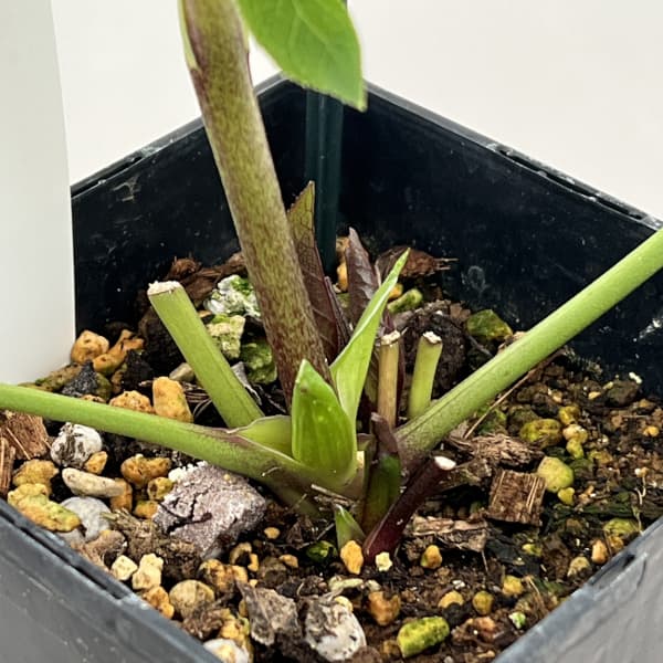 クリスマスローズ：セレクトダブル26-05／1.5Lポット（開花～咲き進み株）【現品販売】