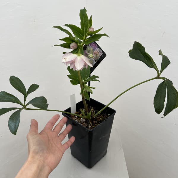 クリスマスローズ：セレクトダブル26-05／1.5Lポット（開花～咲き進み株）【現品販売】