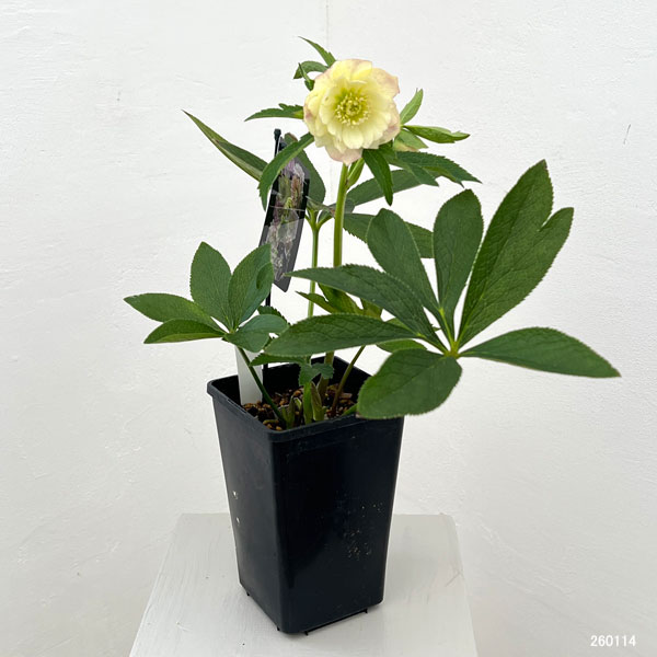 クリスマスローズ：セレクトダブル26-06／1.5Lポット【現品販売】