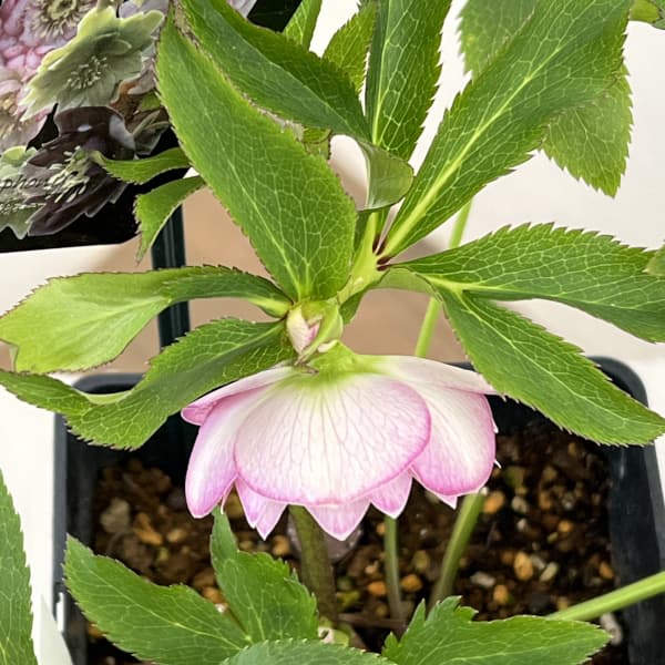 クリスマスローズ：セレクトダブル26-07／1.5Lポット（開花～咲き進み株）【現品販売】