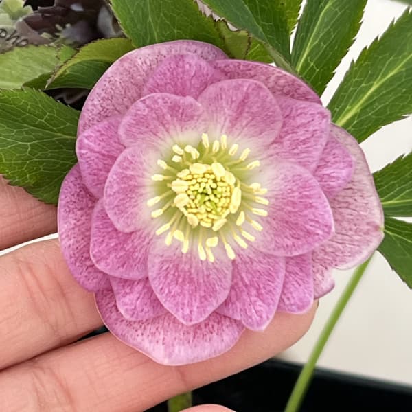 クリスマスローズ：セレクトダブル26-07／1.5Lポット（開花～咲き進み株）【現品販売】