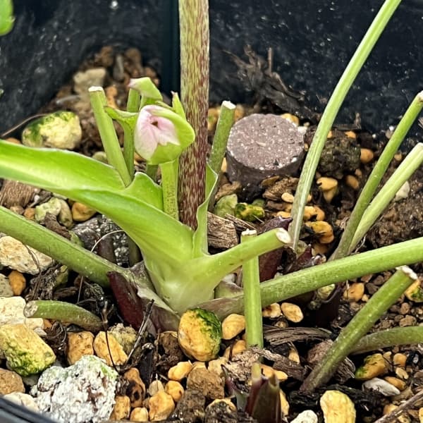 クリスマスローズ：セレクトダブル26-07／1.5Lポット（開花～咲き進み株）【現品販売】