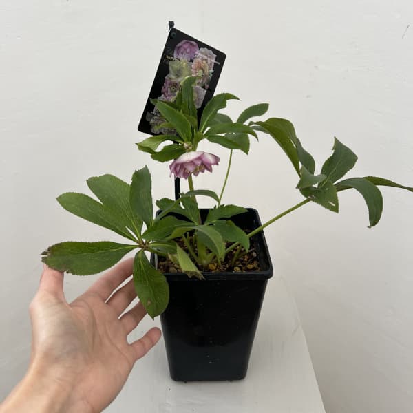 クリスマスローズ：セレクトダブル26-07／1.5Lポット（開花～咲き進み株）【現品販売】